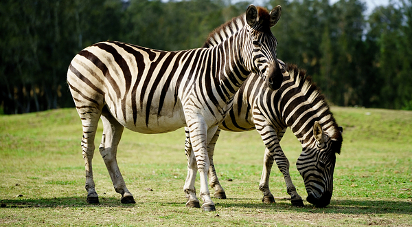 莫戈野生动物园