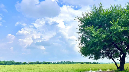 科尔沁疏林草原风景区第 7 张图片