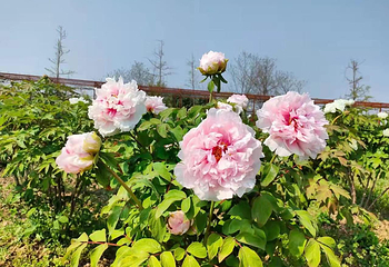 廊下郊野公园第 39 张图片
