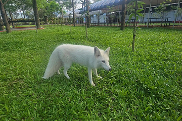 宜兰狐狸村(九九峰动物乐园)第 10 张图片