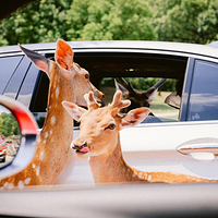江苏淹城野生动物世界