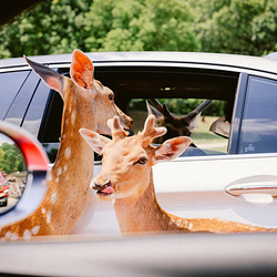 江苏淹城野生动物世界