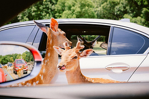 江苏淹城野生动物世界