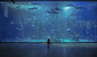 济州岛Aqua Planet水族馆第 48 张图片