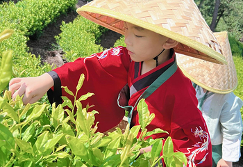 安吉宋茗茶博园第 13 张图片
