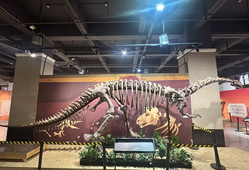 恐龙来了(禄丰龙全国巡展·重庆站)第 8 张图片