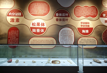 生命奥秘博物馆(深圳馆)第 18 张图片