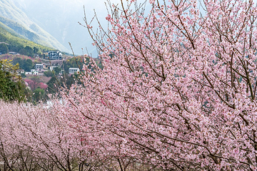 明月山花海原居第 22 张图片
