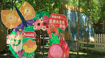 乐港火龙果农场第 1 张图片