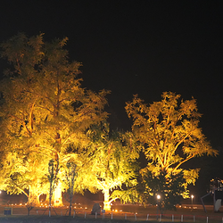 千年银杏谷文化旅游区