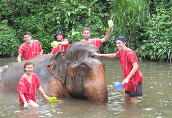 Bamboo Elephant Family Care第 3 张图片