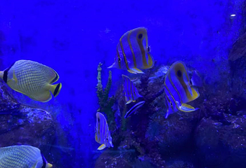 椰风寨第 21 张图片