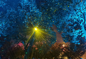 绿点花花世界第 1 张图片