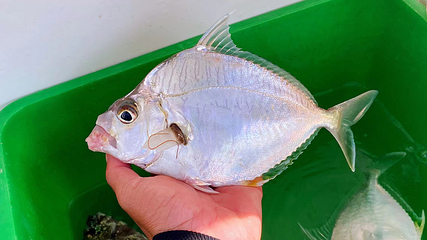 三亚澜海海钓俱乐部第 31 张图片