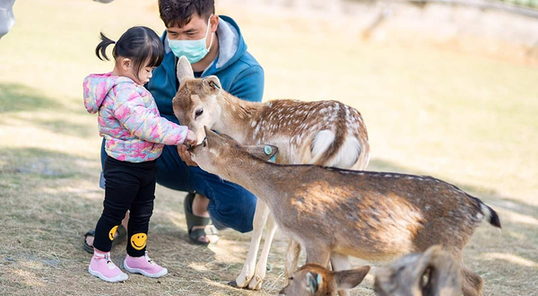 鹿粼梅花鹿园区