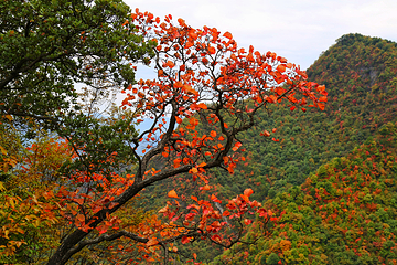 秦岭天竺山生态文化旅游景区第 60 张图片