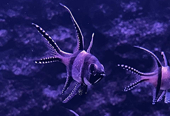 野柳海洋世界第 5 张图片