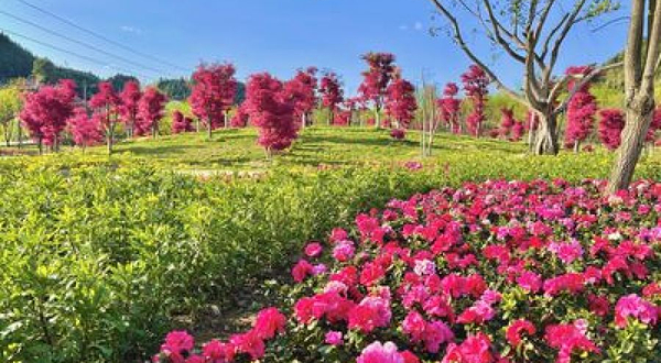 笼箱盖枫杏生态旅游景区