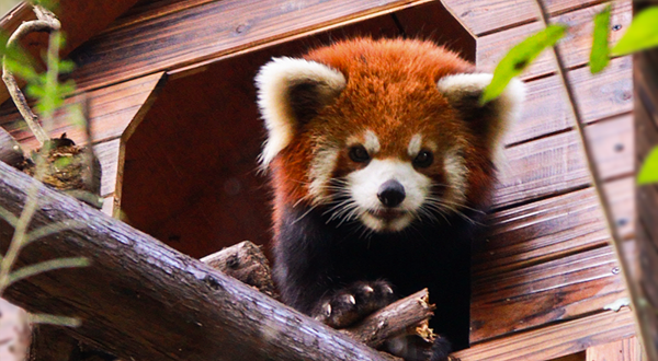 小熊猫森林公园