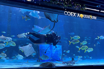 Sea Life COEX水族馆第 52 张图片