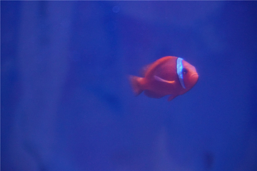 海昌海洋馆第 74 张图片