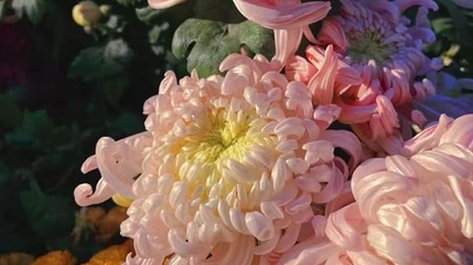 新乡潞王陵·金秋菊花展第 1 张图片