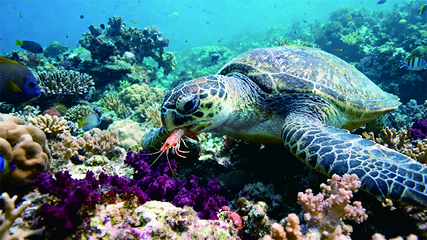 海滨城浩海立方海洋公园第 36 张图片