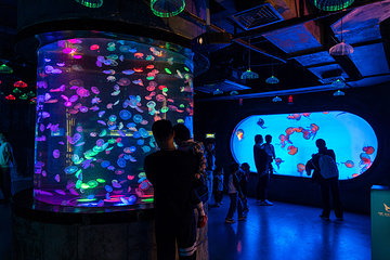 合肥海洋世界第 46 张图片