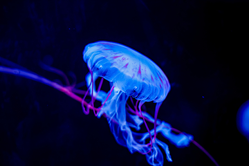 小梅沙海洋世界第 59 张图片