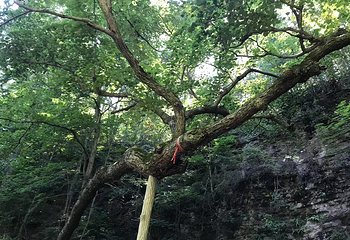 火山口国家森林公园第 23 张图片