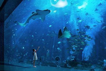 三亚亚特兰蒂斯失落的空间水族馆第 81 张图片