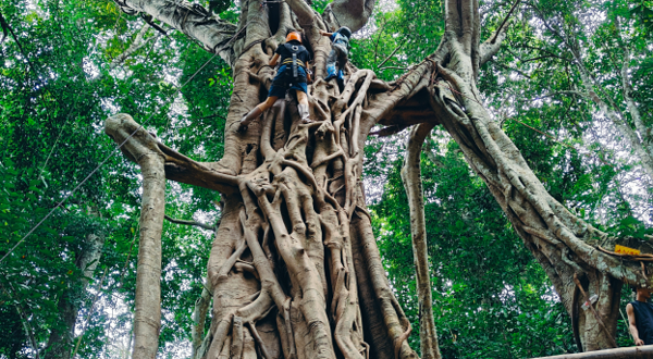 基诺山巴朵幽谷雨林徒步