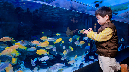 上海海洋水族馆第 86 张图片