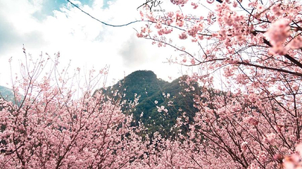 三峡大熊樱花林第 1 张图片