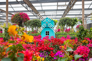 南宫五洲植物乐园