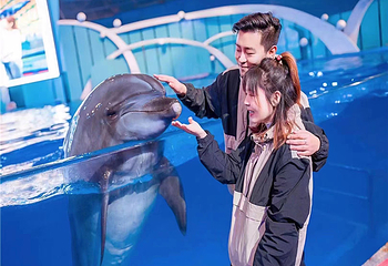 海合安青岛极地海洋公园第 64 张图片