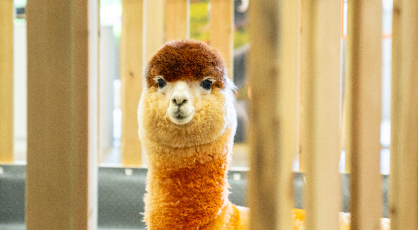 萌吉乐萌宠乐园(云南抚仙湖店)