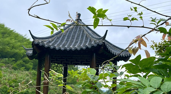 花花世界大观园