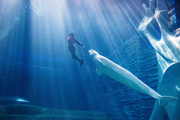 三亚亚特兰蒂斯失落的空间水族馆第 112 张图片