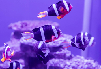 常州海昌海洋探索馆第 34 张图片