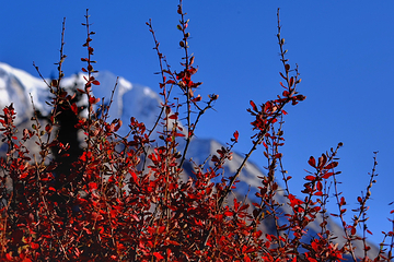 亚拉雪山风景区第 31 张图片