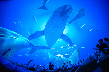 海合安武汉极地海洋公园第 404 张图片