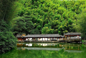 木坑竹海第 1 张图片
