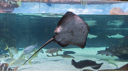 Sea Life COEX水族馆第 66 张图片
