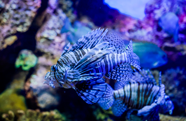 上海海洋水族馆第 64 张图片