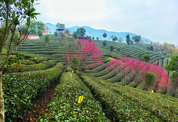 茶趣园第 41 张图片