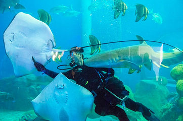 澎湖水族馆第 12 张图片