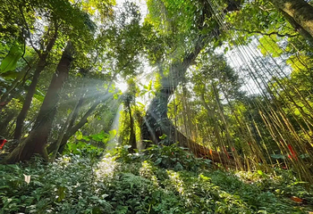 海南百花岭热带雨林文化旅游区第 83 张图片
