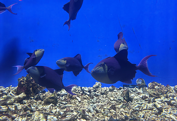 临汾海昌海洋探索馆第 46 张图片