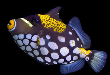 重庆海洋世界第 4 张图片